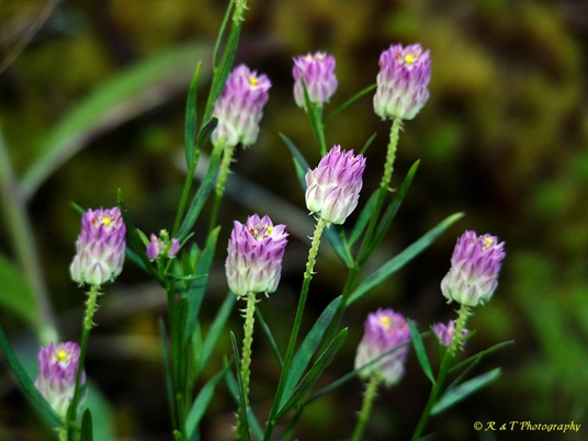 {Polygala sanguinea}